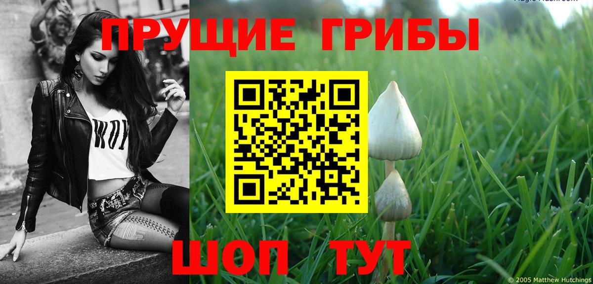 Галлюциногенные грибы Psilocybine cubensis Всеволожск